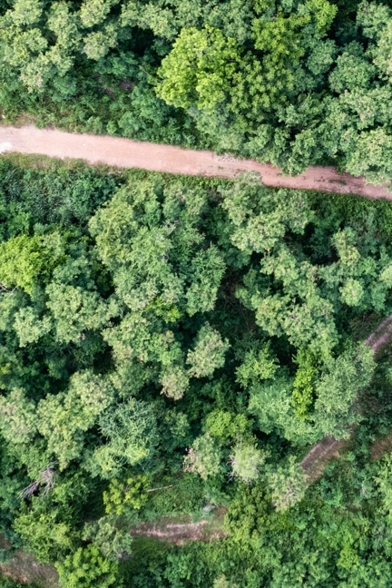 Aerial View Of Forest