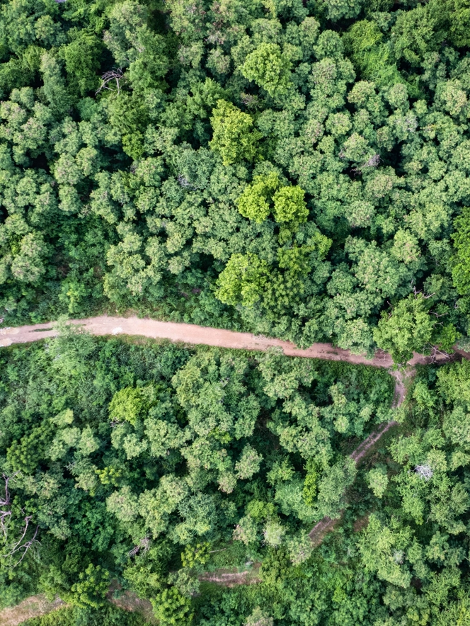 Aerial View Of Forest