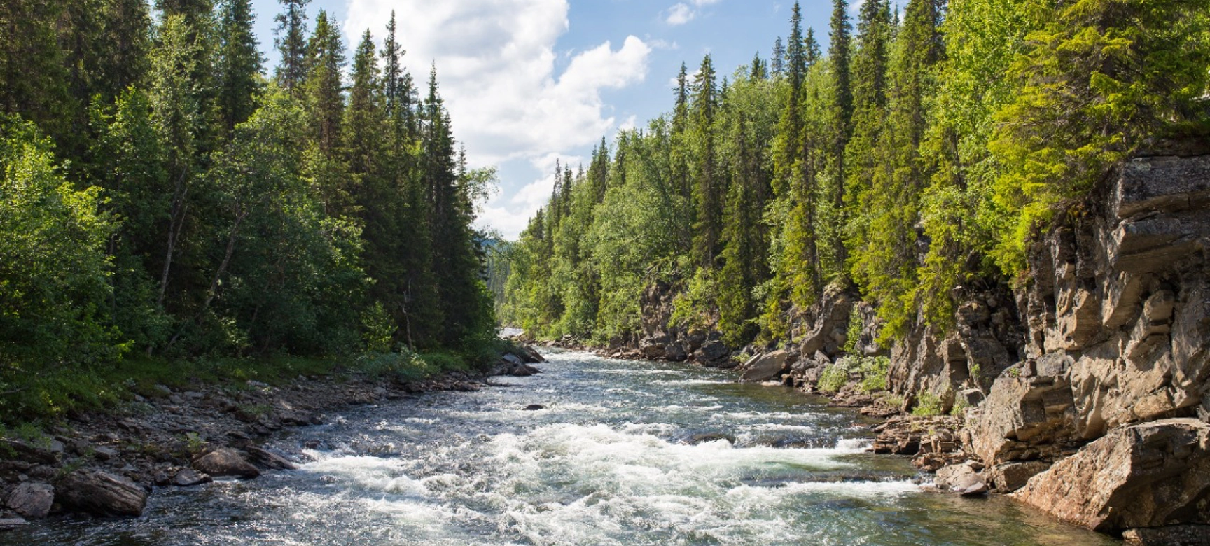Water Flowing Through Forest