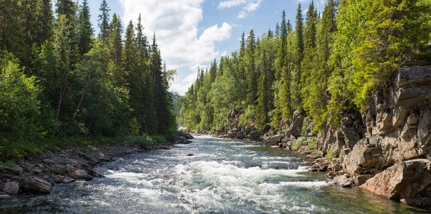 Water Flowing Through Forest