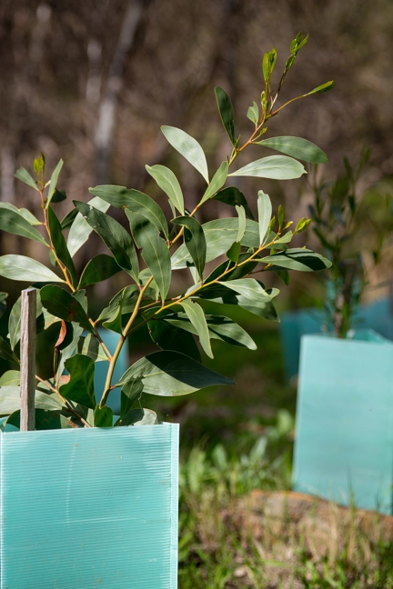Revegetation Planting Trees