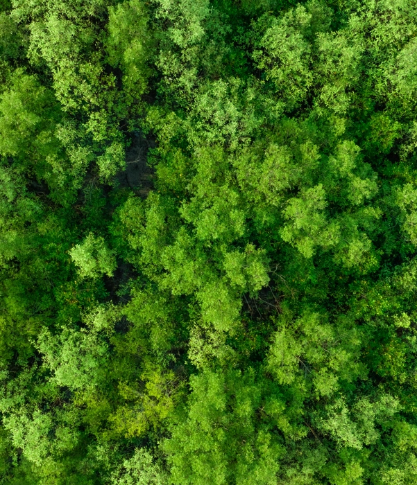 Aerial Shot Of Forest