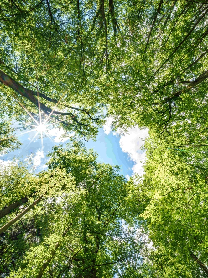 Sunlight Filtering Through The Trees In A Forest